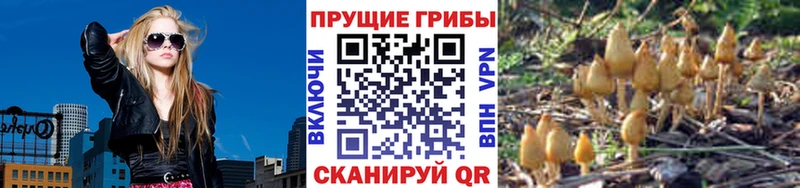 Псилоцибиновые грибы Cubensis  Монино 